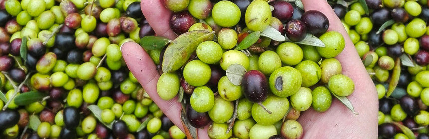 olio extravergine chianti