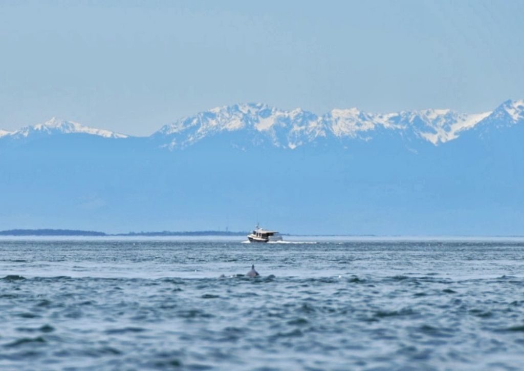 whale watching isole san juan