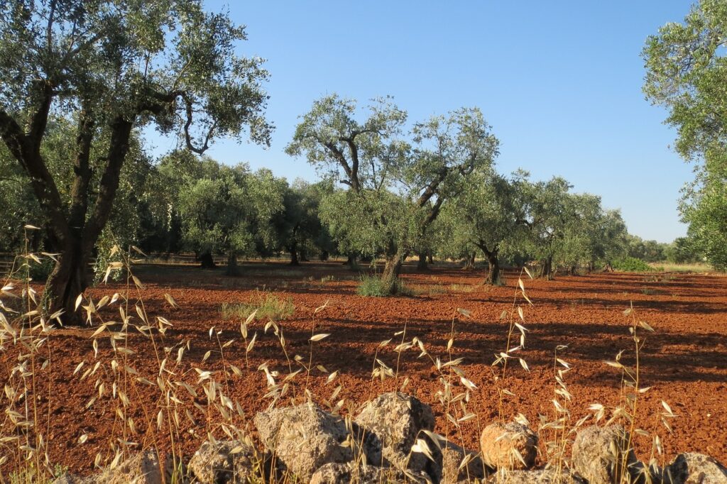 cosa vedere nella grecìa salentina