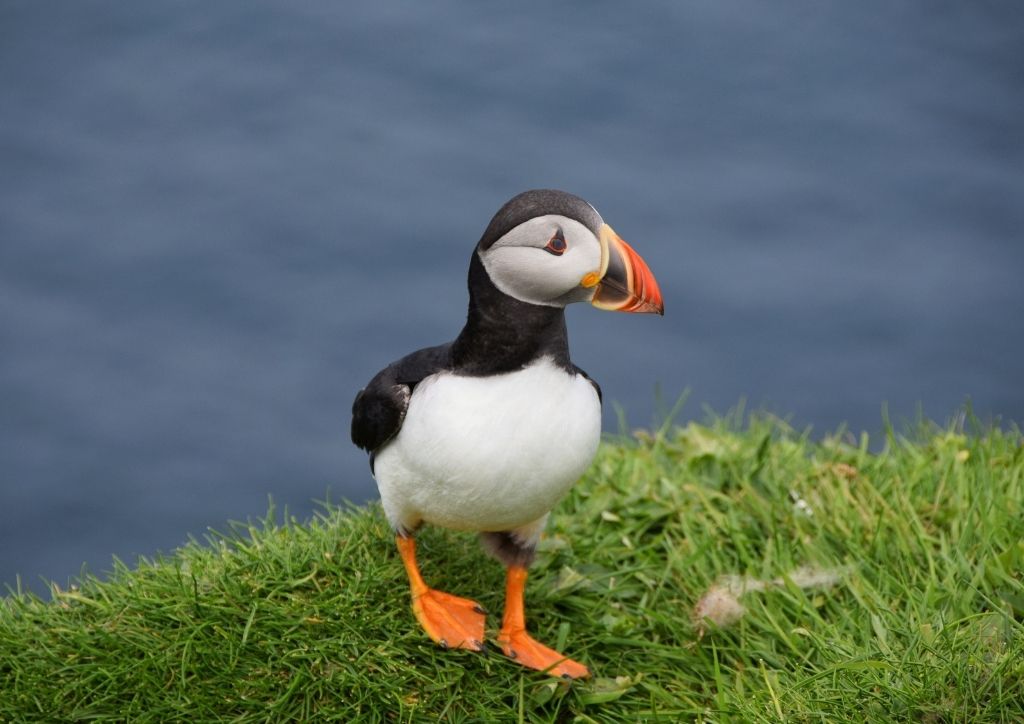 pulcinella di mare alle faroe