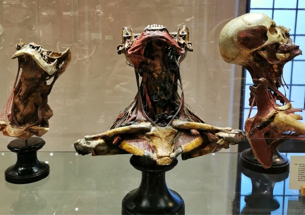paolo gorini collezione anatomica