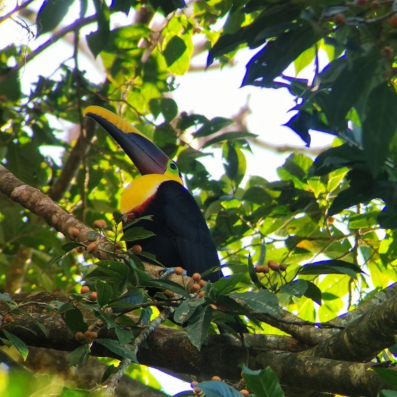 tucano nella foresta di Monteverde