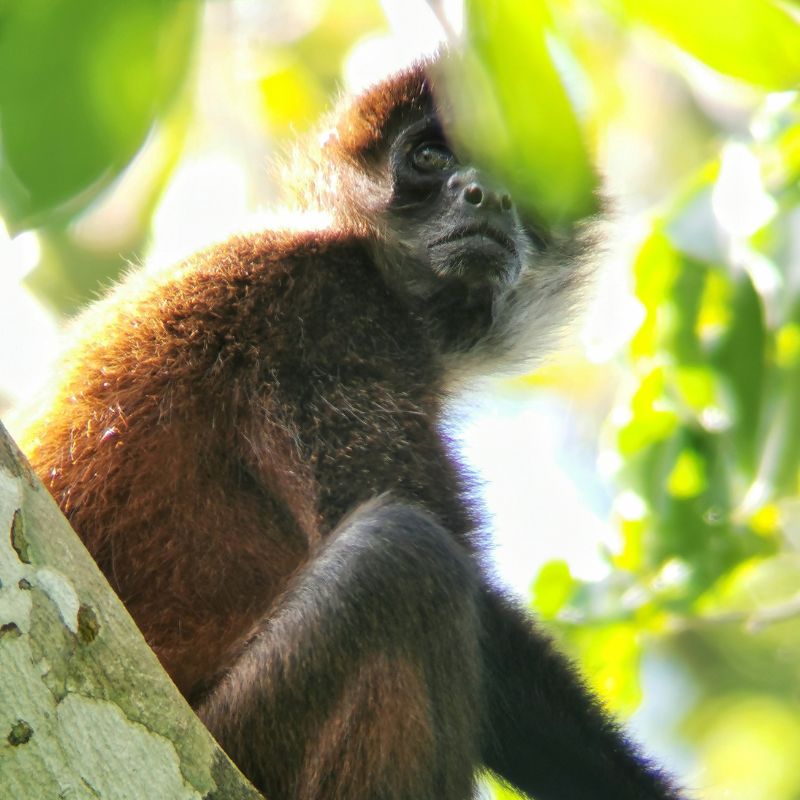 scimmia nel parco nazionale del Corcovado