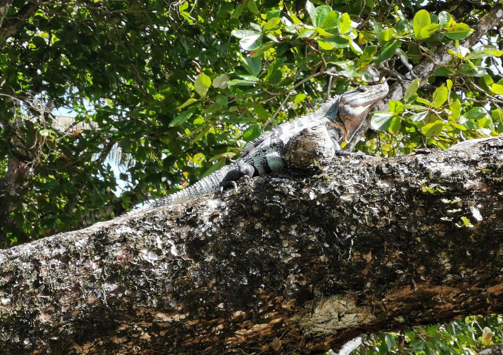iguana sulla spiaggia durante un viaggio in Costa Rica