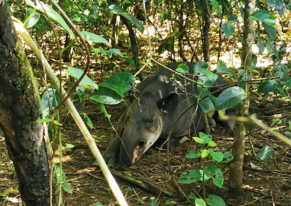 tapiro nella foresta del parco nazionale del Corcovado