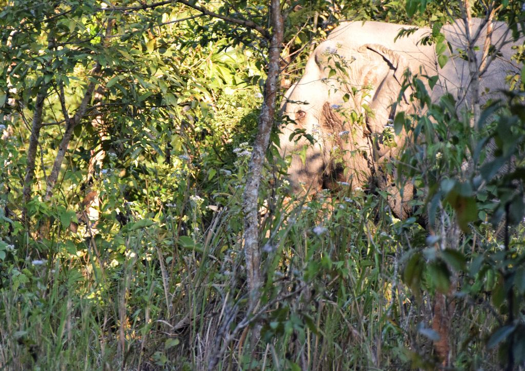 elefante nella foresta del Khao Yai national park, in Thailandia