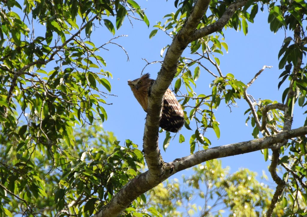 gufo della Malesia durante una escursione di birdwatching al Khao Yai national park