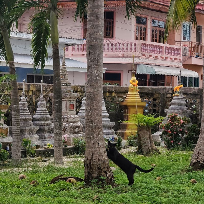 gatto in un tempio buddhista in Thailandia tra gli stupa