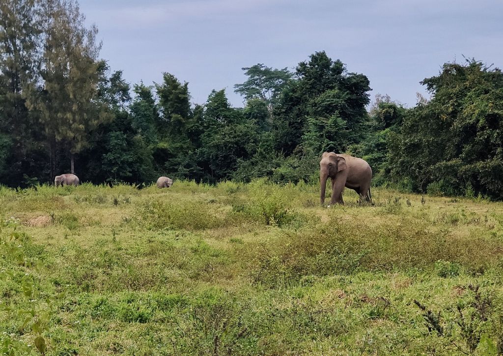 elefanti in un parco nazionale della Thailandia