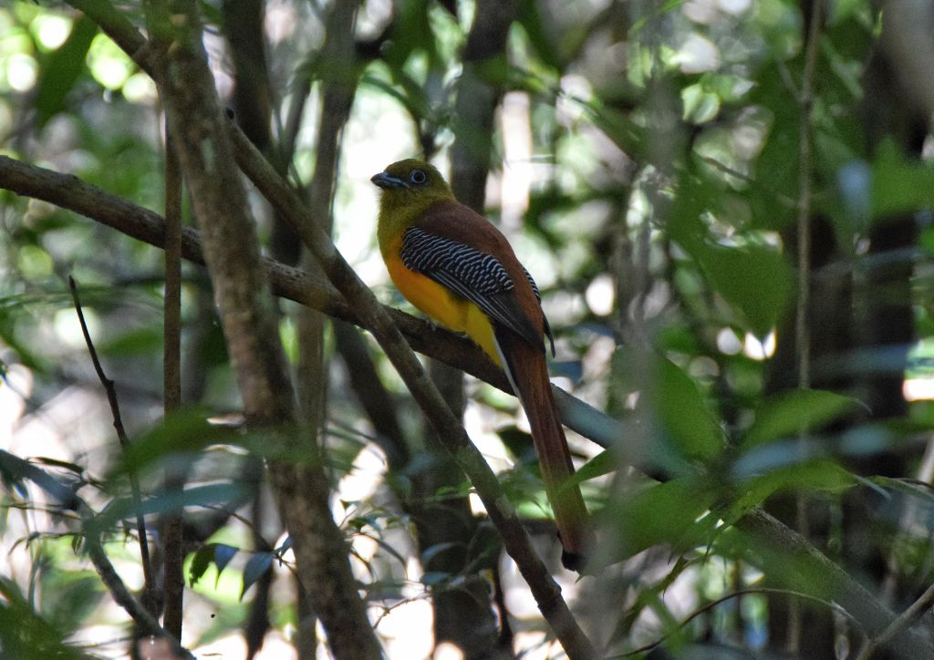 uccello nella foresta, birdwatching in thailandia al Khao Yai national park