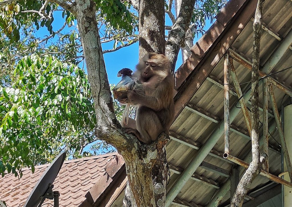 scimmia che ruba cibo in un parco nazionale in Thailandia